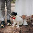 strój dla psa na wesele
