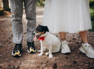 strój dla psa na wesele